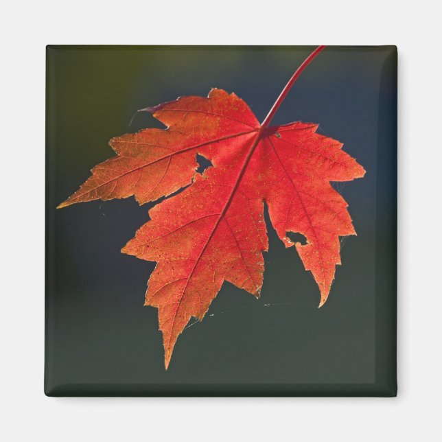 Red Maple Acer rubrum) red leaf in autumn, Magnet (Front)