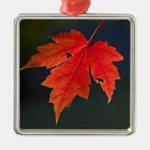 Red Maple Acer rubrum) red leaf in autumn, Metal Tree Decoration