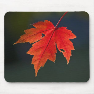 Red Maple Acer rubrum) red leaf in autumn, Mouse Pad
