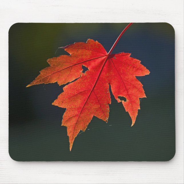 Red Maple Acer rubrum) red leaf in autumn, Mouse Pad (Front)