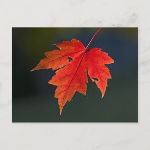 Red Maple Acer rubrum) red leaf in autumn, Postcard