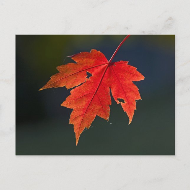 Red Maple Acer rubrum) red leaf in autumn, Postcard (Front)