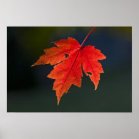 Red Maple Acer rubrum) red leaf in autumn,