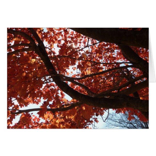 Red Maple Branches Autumn Colors (Front Horizontal)