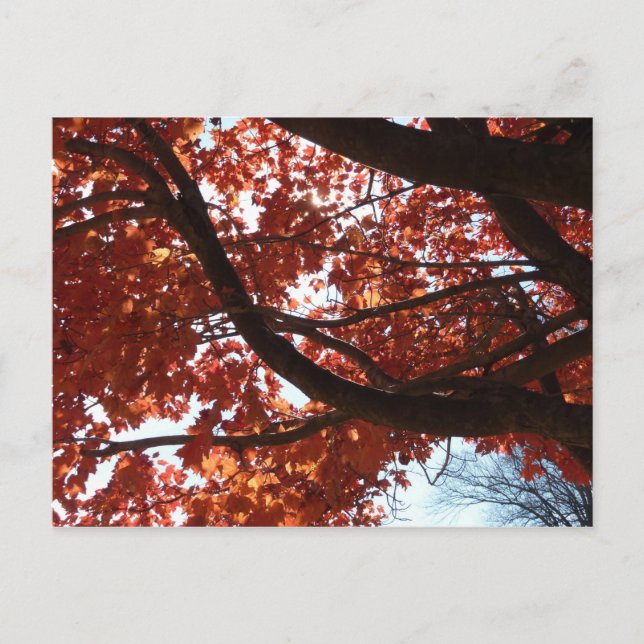 Red Maple Branches Autumn Colours Postcard (Front)