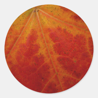 Red Maple Leaf Abstract Autumn Nature Photography Classic Round Sticker