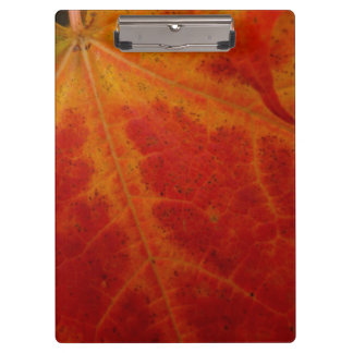 Red Maple Leaf Abstract Autumn Nature Photography Clipboard