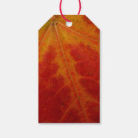 Red Maple Leaf Abstract Autumn Nature Photography