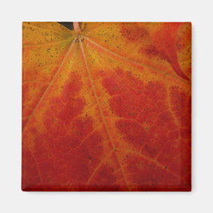 Red Maple Leaf Abstract Autumn Nature Photography Magnet