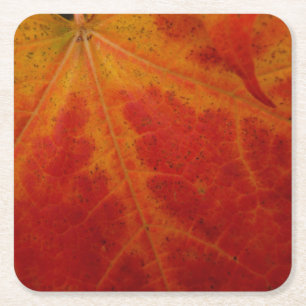 Red Maple Leaf Abstract Autumn Nature Photography Square Paper Coaster