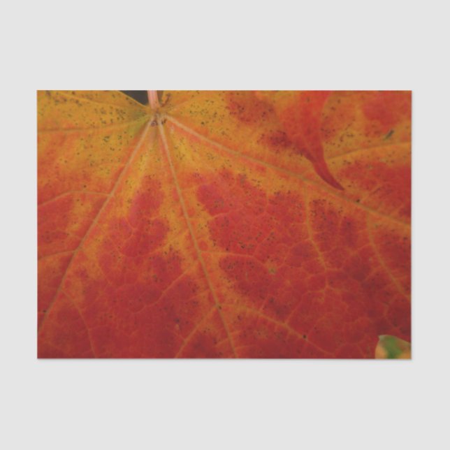 Red Maple Leaf Abstract Autumn Nature Photography Tissue Paper (Front)
