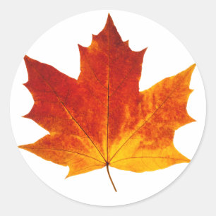 Red maple leaf classic round sticker