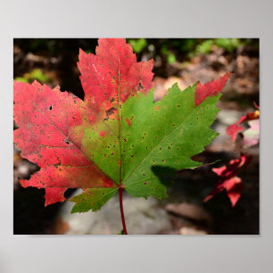 Red Maple Leaf on the Trail Poster