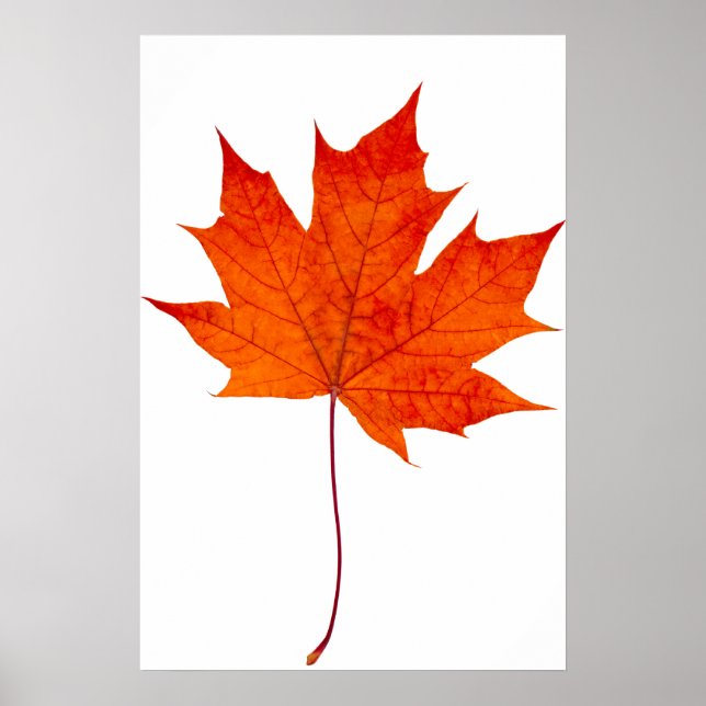 Red maple leaf poster (Front)