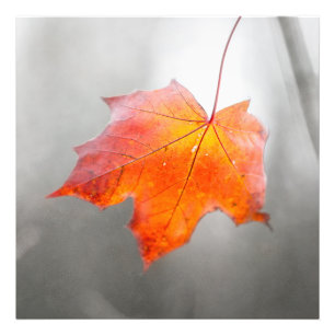 Red Maple Leaf - Velvet Autumn Photo Print