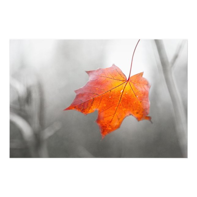 Red Maple Leaf - Velvet Autumn Photo Print (Front)