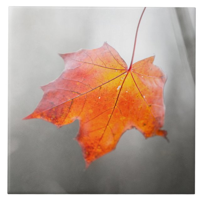 Red Maple Leaf - Velvet Autumn Tile (Front)