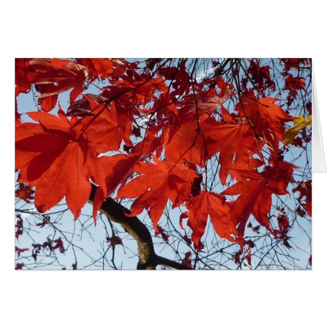 Red Maple Leaves (Front Horizontal)