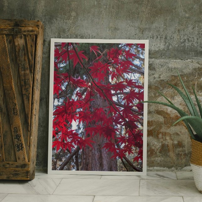 Red Maple Leaves and Giant Sequoia Poster (In Siut)