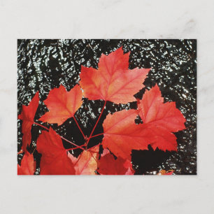 Red Maple Leaves Autumn Home Gifts Postcard