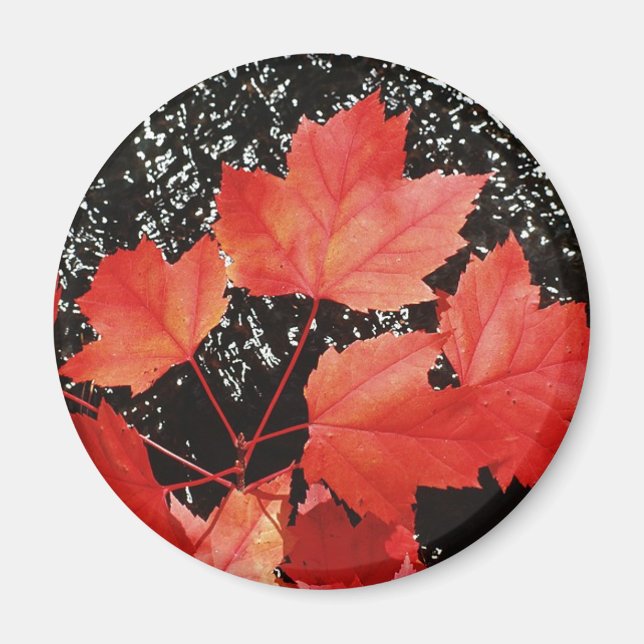 Red Maple Leaves Magnet (Front)