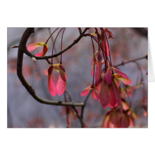 Red Maple Seeds