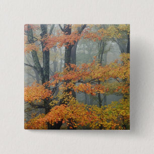 Red Maple tree, Acer rubrum, portrait in foggy 15 Cm Square Badge