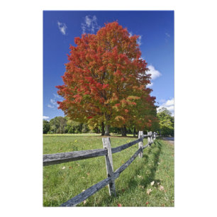 Red Maple tree in autumn colours, near Concord, 2 Photo Print