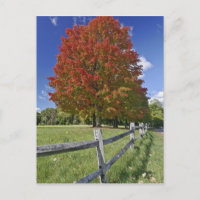 Red Maple tree in autumn colours, near Concord, 2