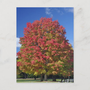 Red Maple tree in autumn colours, near Concord, Postcard