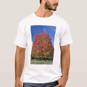 Red Maple tree in autumn colours, near Concord, T-Shirt
