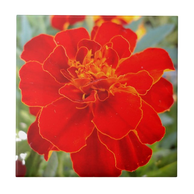 Red Marigold Flower Summer Flora Close Up Pattern Tile (Front)