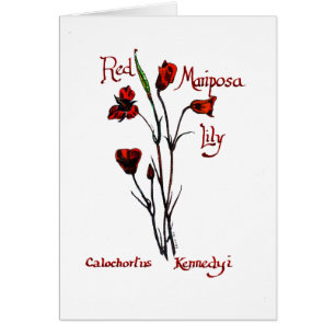 Red Marisposa Lily