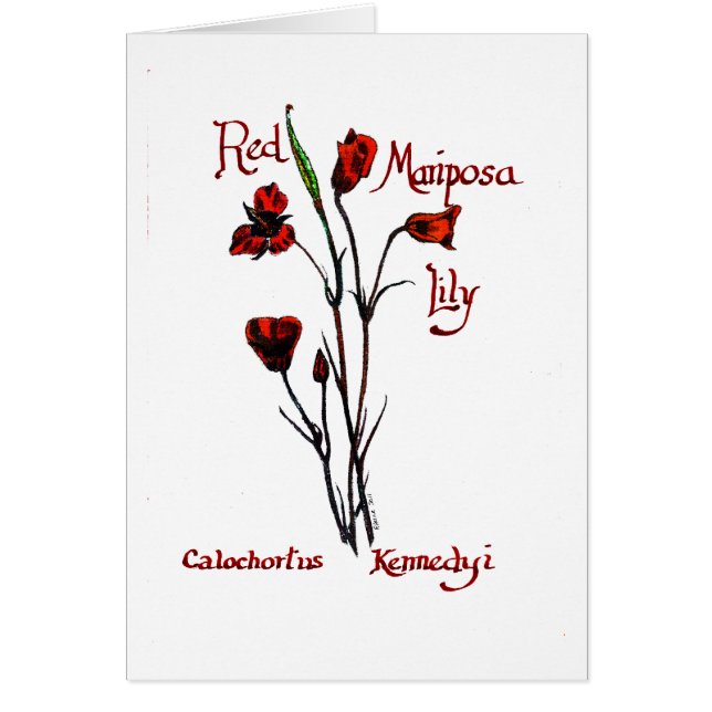 Red Marisposa Lily (Front)