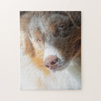 Red Merle Aussie  Jigsaw Puzzle
