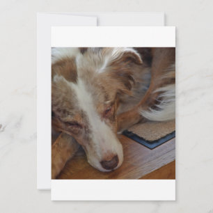 red merle aussie sleeping