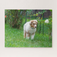 Red Merle Australian Shepherd