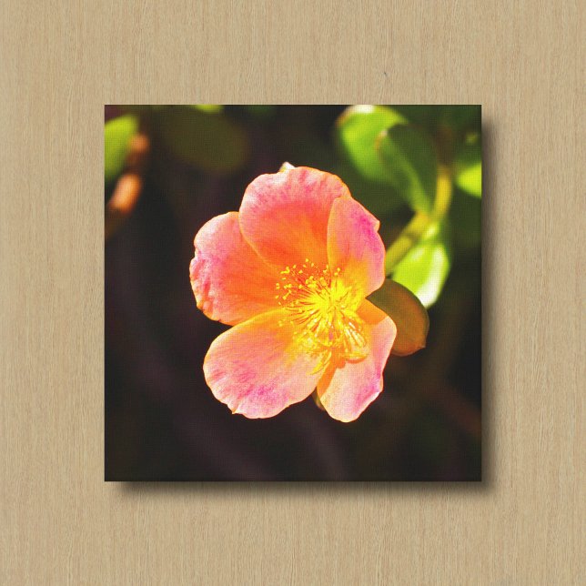 Red Moss Rose Flower Canvas Print (Creator Uploaded)