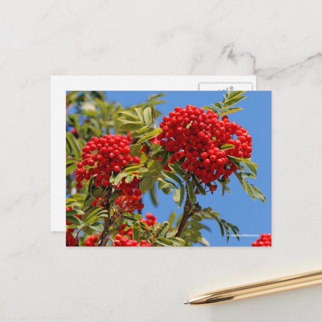 Red Mountain Ash Rowan Berries Postcard (Front/Back In Situ)
