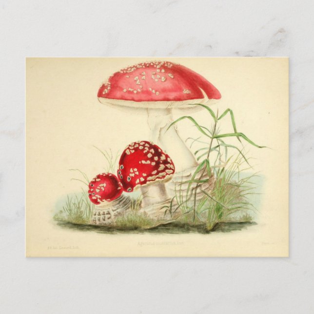Red Mushroom Fungi Fungus Vintage Postcard (Front)