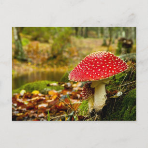 Red Mushroom Postcard