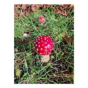 Red mushroom  poster