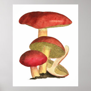 Red mushroom, vintage botanical illustration poster
