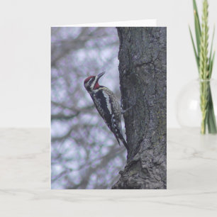 Red-naped Sapsucker Woodpecker Blank Card