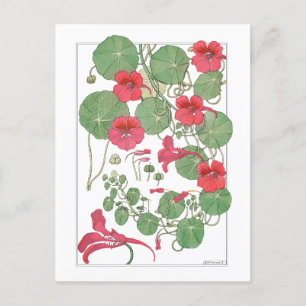 Red Nasturtiums   Antique Lithograph 1896 Poster Postcard