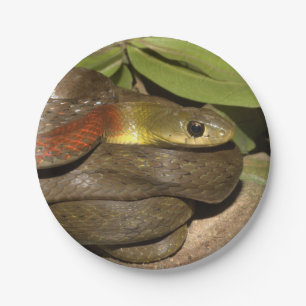 Red-necked keelback paper plate