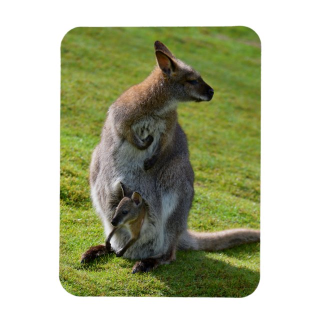 Red-necked wallaby and its joey magnet (Vertical)