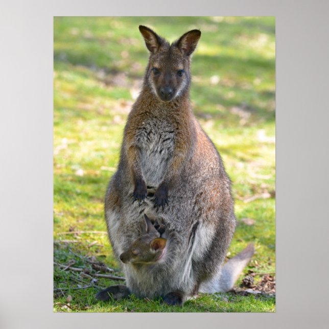 Red-necked wallaby and its joey postcard poster (Front)