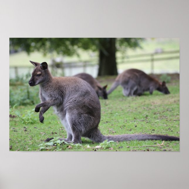 Red-necked Wallaby Poster (Front)