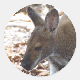 Red-necked Wallaby Sticker